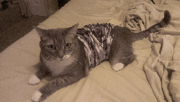 Oh_maddy | image tagged in gifs | made w/ Imgflip images-to-gif maker