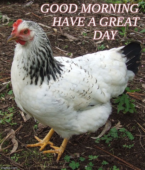Good morning have a great day | GOOD MORNING 
HAVE A GREAT 
         DAY | image tagged in good morning,good morning chickens,memes | made w/ Imgflip meme maker