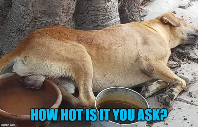 It works!!! I speak from experience! | HOW HOT IS IT YOU ASK? | image tagged in hot,memes,dogs,cooling off,gettin' soaked,cool down | made w/ Imgflip meme maker