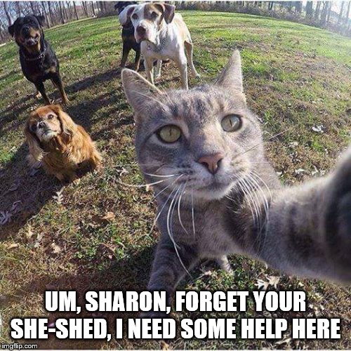 Taking selfies with the squad | UM, SHARON, FORGET YOUR SHE-SHED, I NEED SOME HELP HERE | image tagged in taking selfies with the squad | made w/ Imgflip meme maker
