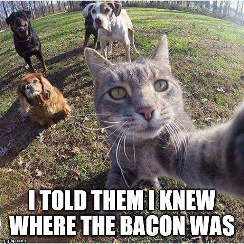Taking selfies with the squad | I TOLD THEM I KNEW WHERE THE BACON WAS | image tagged in taking selfies with the squad | made w/ Imgflip meme maker