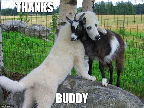 dog hugging goat | THANKS BUDDY | image tagged in dog hugging goat | made w/ Imgflip meme maker