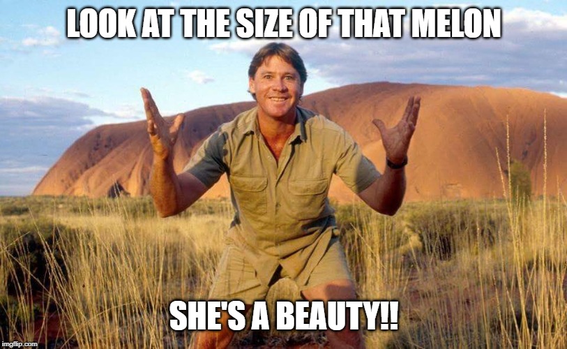 Steve Irwin Crocodile Hunter  | LOOK AT THE SIZE OF THAT MELON SHE'S A BEAUTY!! | image tagged in steve irwin crocodile hunter | made w/ Imgflip meme maker