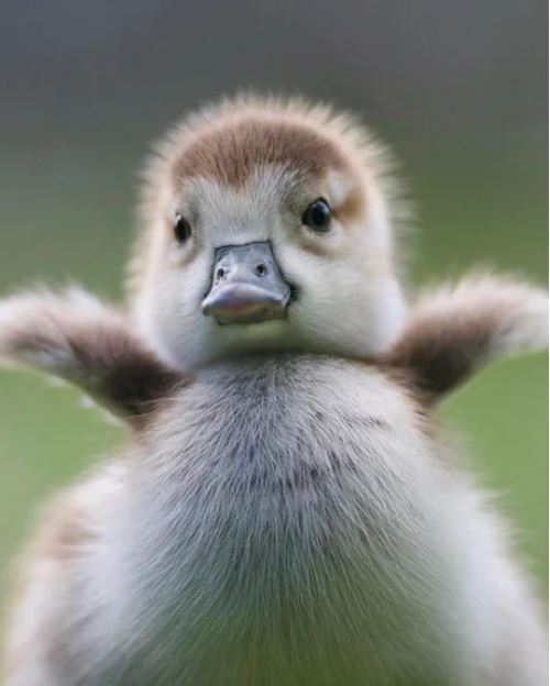 Cute Duck Blank Meme Template