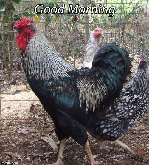 Good Morning | Good Morning | image tagged in good morning,good morning chickens,memes | made w/ Imgflip meme maker