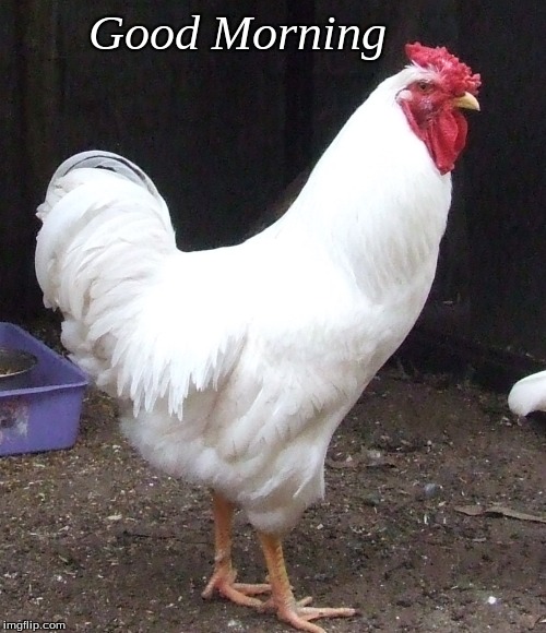 Good morning | Good Morning | image tagged in good morning,memes,good morning rooster,good morning chicken | made w/ Imgflip meme maker