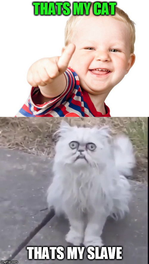 my cat | THATS MY CAT; THATS MY SLAVE | image tagged in creepy cat,thumbs up kid | made w/ Imgflip meme maker