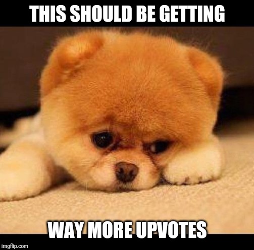 sad dog | THIS SHOULD BE GETTING WAY MORE UPVOTES | image tagged in sad dog | made w/ Imgflip meme maker