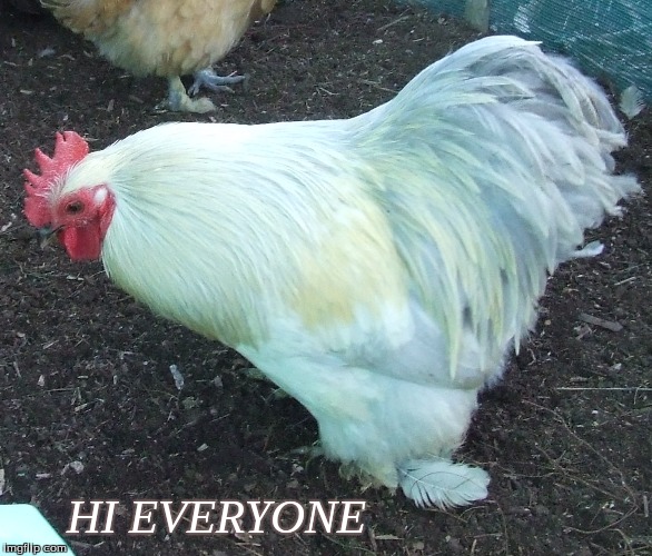 Hi everyone | HI EVERYONE | image tagged in hi chickens,pekins,memes | made w/ Imgflip meme maker