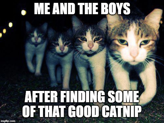 Wrong Neighboorhood Cats Meme | ME AND THE BOYS; AFTER FINDING SOME OF THAT GOOD CATNIP | image tagged in memes,wrong neighboorhood cats | made w/ Imgflip meme maker