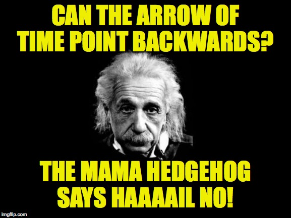 Albert Einstein 1 Meme | CAN THE ARROW OF TIME POINT BACKWARDS? THE MAMA HEDGEHOG SAYS HAAAAIL NO! | image tagged in memes,albert einstein 1 | made w/ Imgflip meme maker