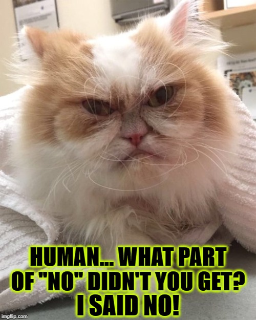 NO | I SAID NO! HUMAN... WHAT PART OF "NO" DIDN'T YOU GET? | image tagged in no | made w/ Imgflip meme maker