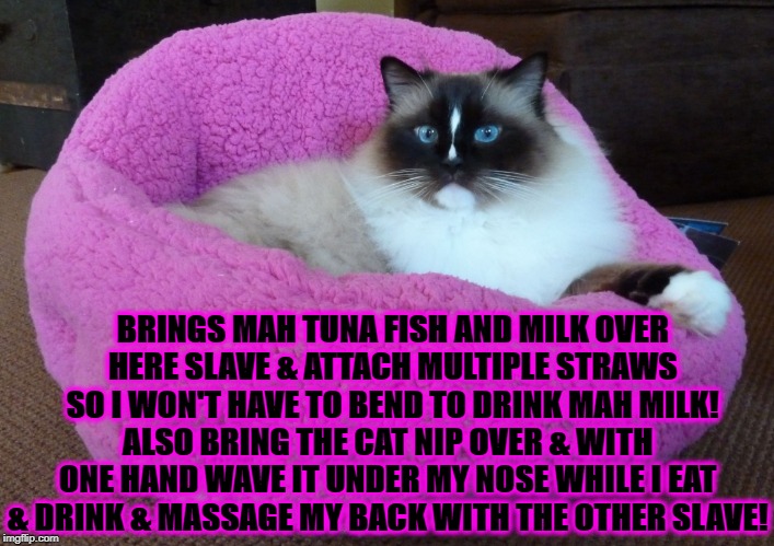 SERVE ME SLAVE | BRINGS MAH TUNA FISH AND MILK OVER HERE SLAVE & ATTACH MULTIPLE STRAWS SO I WON'T HAVE TO BEND TO DRINK MAH MILK! ALSO BRING THE CAT NIP OVER & WITH ONE HAND WAVE IT UNDER MY NOSE WHILE I EAT & DRINK & MASSAGE MY BACK WITH THE OTHER SLAVE! | image tagged in serve me slave | made w/ Imgflip meme maker