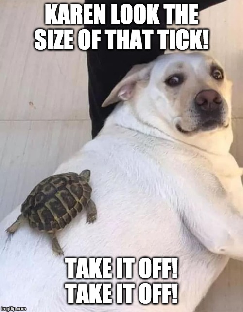 KAREN LOOK THE SIZE OF THAT TICK! TAKE IT OFF! TAKE IT OFF! | image tagged in fun stuff,funny dogs | made w/ Imgflip meme maker