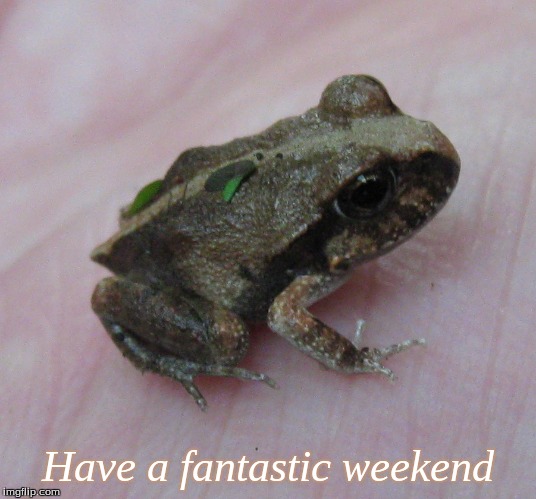 Have a fantastic weekend | Have a fantastic weekend | image tagged in have a fantastic weekend,memes,frogs,weekend frogs | made w/ Imgflip meme maker