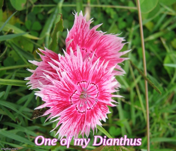 One of my dianthus | One of my Dianthus | image tagged in dianthus,flowers,memes | made w/ Imgflip meme maker