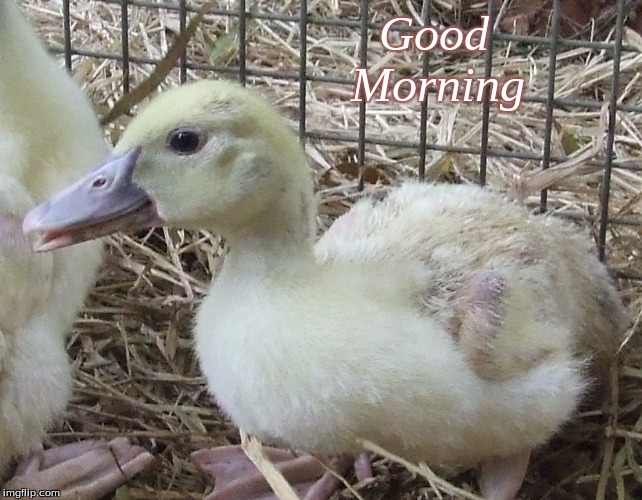 Good Morning | Good            
Morning | image tagged in good morning,memes,good morning ducks,ducks,ducklings,muscovy ducks | made w/ Imgflip meme maker