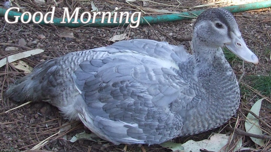 Good morning | Good Morning | image tagged in good morning,memes,good morning ducks,ducks,muscovy ducks | made w/ Imgflip meme maker