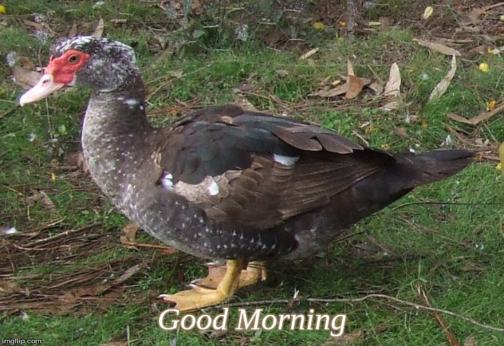 Good Morning | Good Morning | image tagged in good morning,memes,good morning ducks,ducks,muscovy ducks | made w/ Imgflip meme maker