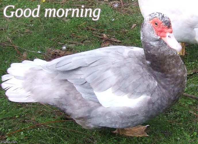 Good Morning | Good morning | image tagged in good morning,memes,ducks,muscovy ducks,good morning ducks | made w/ Imgflip meme maker