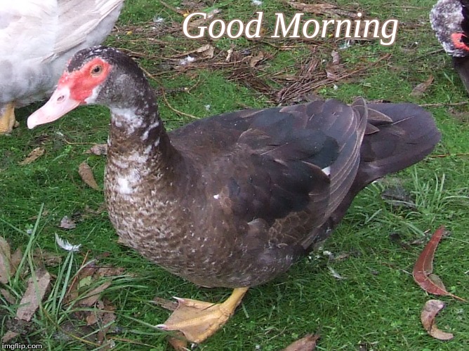 Good Morning | Good Morning | image tagged in good morning,memes,good morning ducks,ducks,muscovy ducks | made w/ Imgflip meme maker