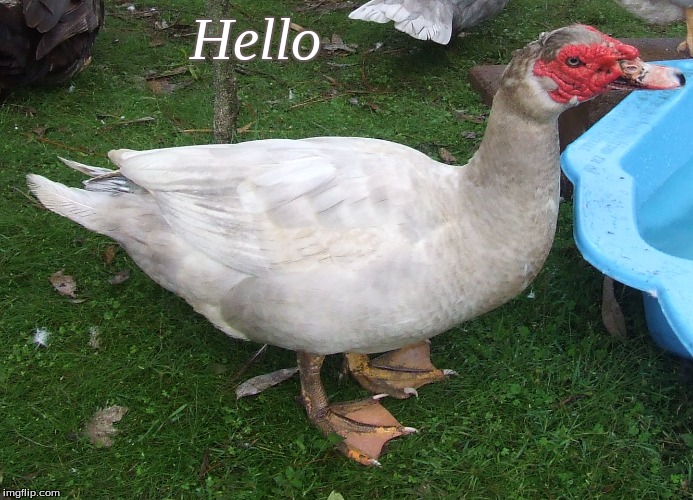 Hello | Hello | image tagged in hello,hello ducks,memes,muscovy ducks,ducks | made w/ Imgflip meme maker