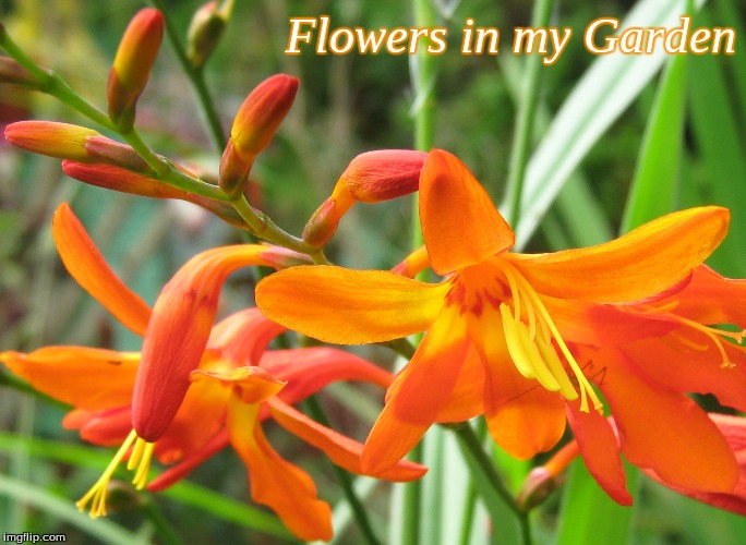 Flowers in My Garden | Flowers in my Garden | image tagged in memes,flowers | made w/ Imgflip meme maker