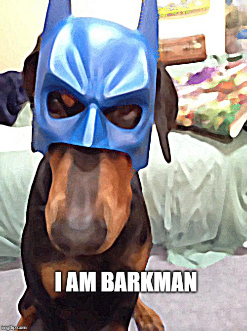 Barkman | I AM BARKMAN | image tagged in dog,doggo,batman,pets,batdog,barkman | made w/ Imgflip meme maker