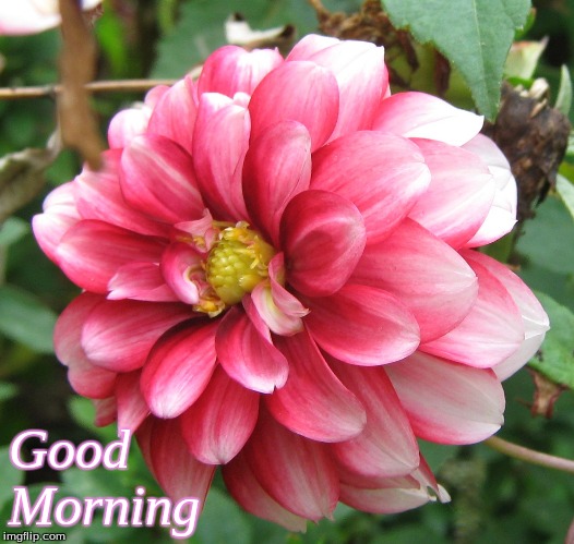 Good morning | Good
Morning | image tagged in good morning,memes,good morning flowers,flowers | made w/ Imgflip meme maker