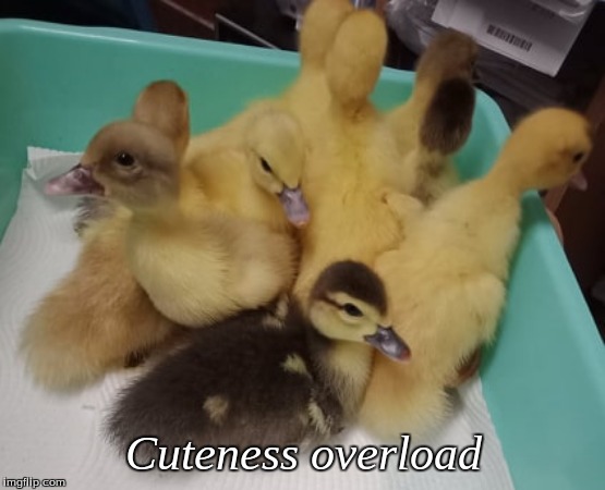 cuteness overload | Cuteness overload | image tagged in muscovy ducks,ducks,memes | made w/ Imgflip meme maker