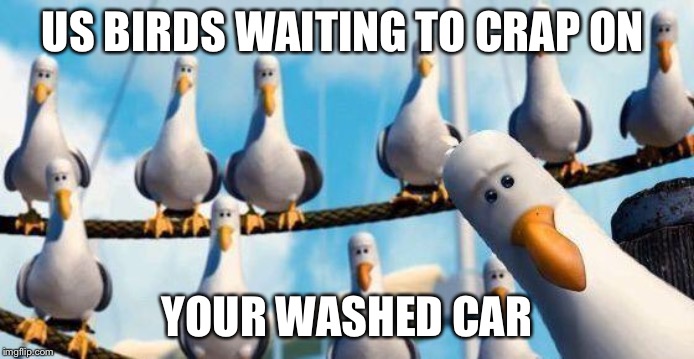 Nemo Birds | US BIRDS WAITING TO CRAP ON; YOUR WASHED CAR | image tagged in nemo birds | made w/ Imgflip meme maker