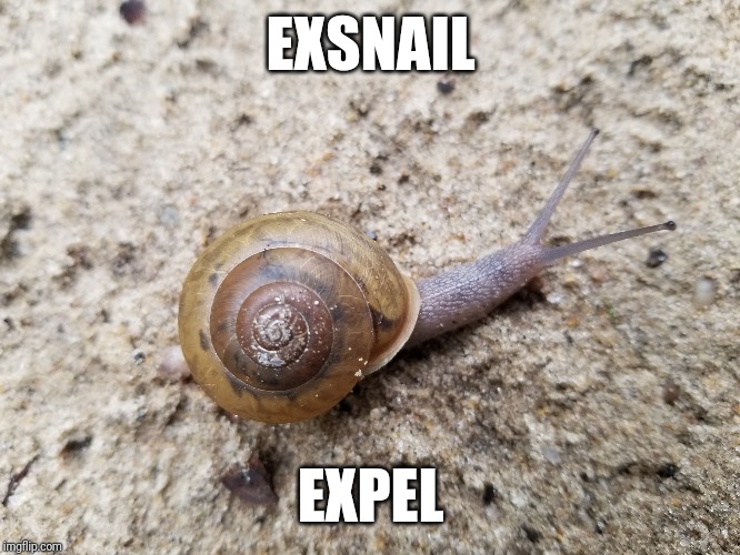 EXSNAIL; EXPEL | made w/ Imgflip meme maker