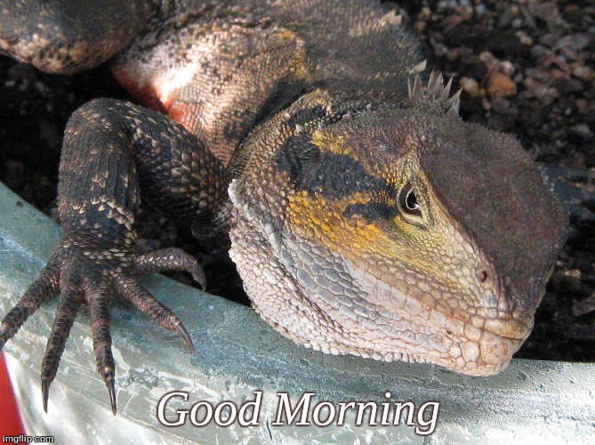 Good morning | Good Morning | image tagged in memes,good morning,lizard,good morning lizard | made w/ Imgflip meme maker