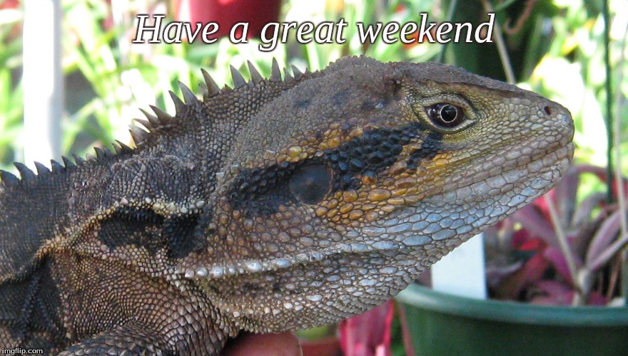 Have a great weekend | Have a great weekend | image tagged in have a great weekend,memes,lizard | made w/ Imgflip meme maker