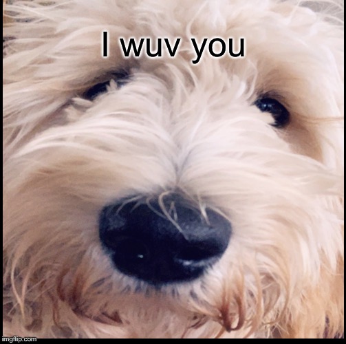 I wuv you | image tagged in love,dogs,cheer up | made w/ Imgflip meme maker