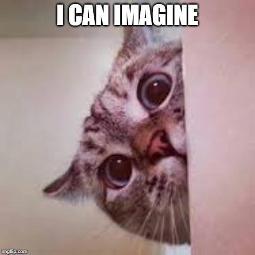 scared cat | I CAN IMAGINE | image tagged in scared cat | made w/ Imgflip meme maker