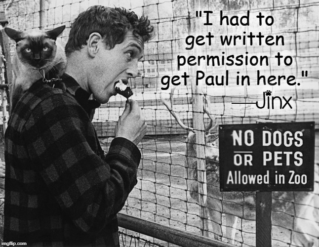 Paul Newman and the other Animals in the Zoo | "I had to get written permission to get Paul in here."; —Jinx | image tagged in vince vance,cats,catfood,paul newman,animals in zoo,pets | made w/ Imgflip meme maker
