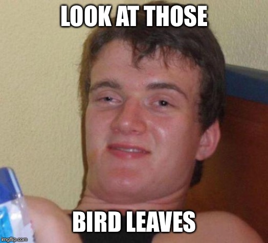 stoned guy | LOOK AT THOSE; BIRD LEAVES | image tagged in stoned guy | made w/ Imgflip meme maker