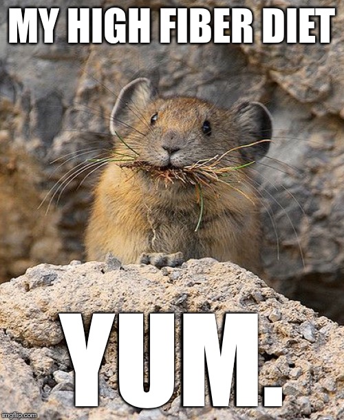 MY HIGH FIBER DIET; YUM. | made w/ Imgflip meme maker