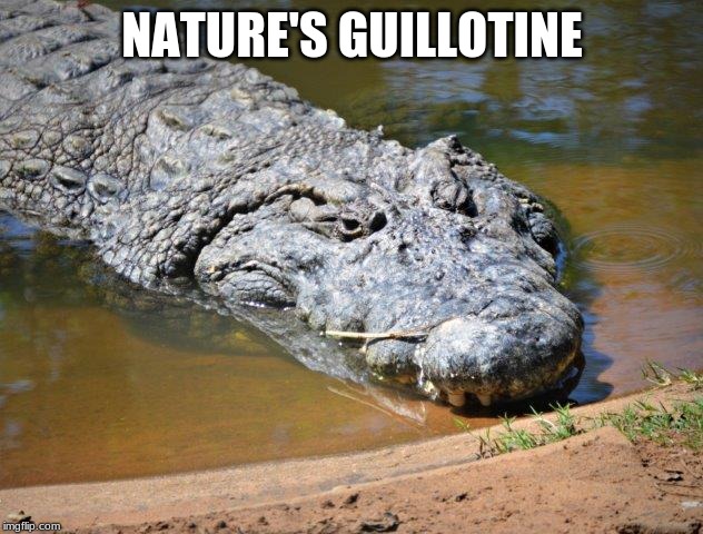 Crocodile | NATURE'S GUILLOTINE | image tagged in crocodile | made w/ Imgflip meme maker