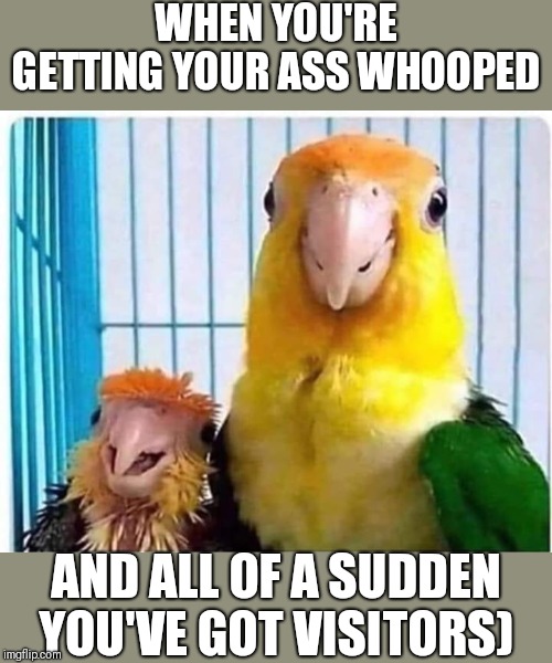 Open up a can of whoopass! | WHEN YOU'RE GETTING YOUR ASS WHOOPED; AND ALL OF A SUDDEN YOU'VE GOT VISITORS) | image tagged in funny bird,funny visitors,getting your ass whooped | made w/ Imgflip meme maker