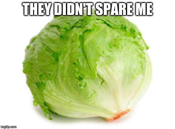 Lettuce  | THEY DIDN'T SPARE ME | image tagged in lettuce | made w/ Imgflip meme maker