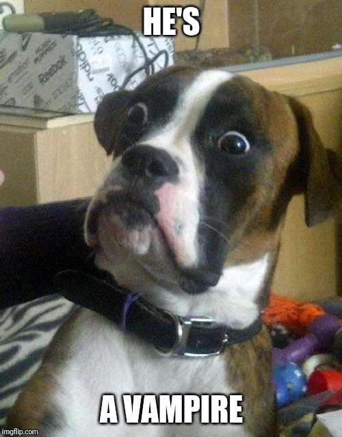 Surprised Dog | HE'S A VAMPIRE | image tagged in surprised dog | made w/ Imgflip meme maker
