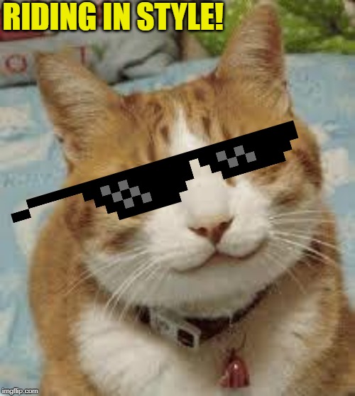 Happy cat | RIDING IN STYLE! | image tagged in happy cat | made w/ Imgflip meme maker