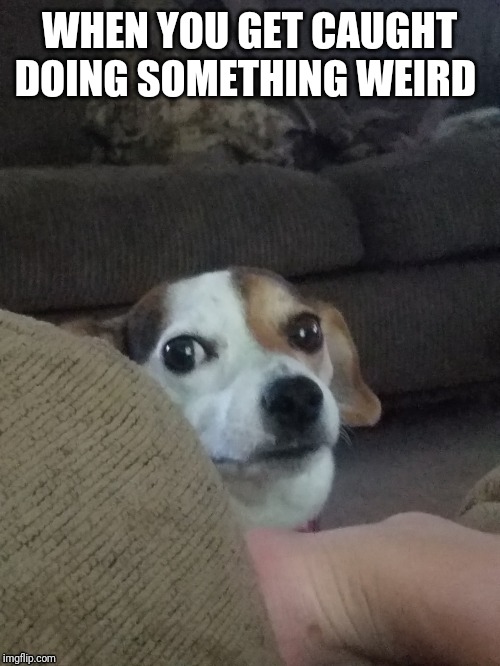 Derp dog meme | WHEN YOU GET CAUGHT DOING SOMETHING WEIRD | image tagged in derp,dogs | made w/ Imgflip meme maker