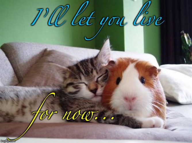 I’ll let you live; for now... | image tagged in memes,cat,hamster | made w/ Imgflip meme maker