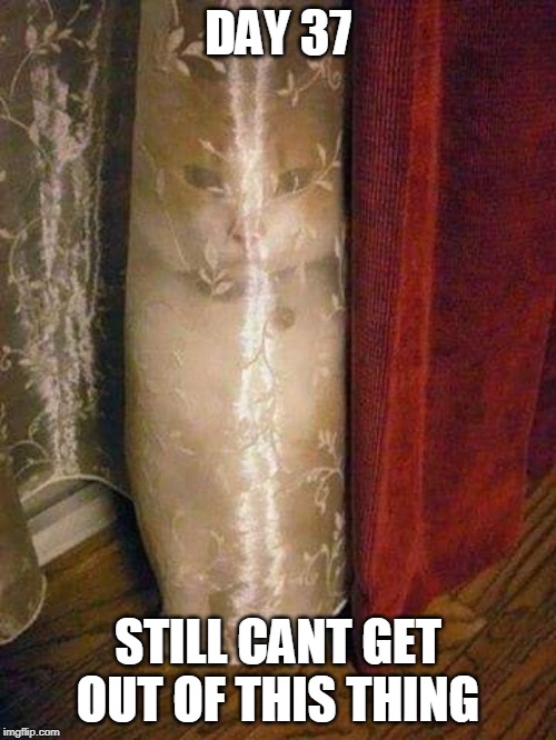 STUCK | DAY 37; STILL CANT GET OUT OF THIS THING | image tagged in cats,cat,memes | made w/ Imgflip meme maker