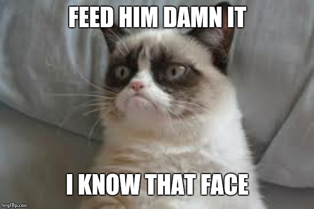 Grumpy cat | FEED HIM DAMN IT I KNOW THAT FACE | image tagged in grumpy cat | made w/ Imgflip meme maker