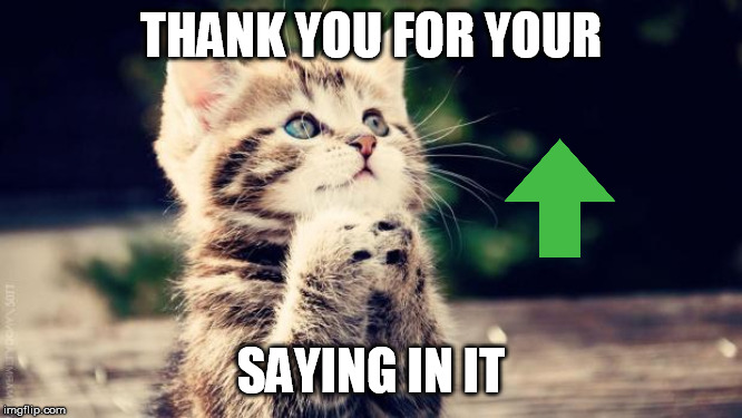 Praying cat | THANK YOU FOR YOUR SAYING IN IT | image tagged in praying cat | made w/ Imgflip meme maker