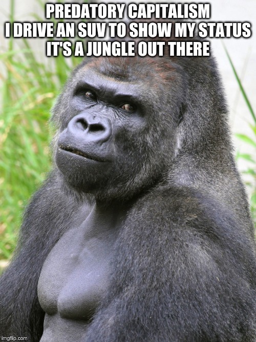 Hot Gorilla  | PREDATORY CAPITALISM

I DRIVE AN SUV TO SHOW MY STATUS

IT'S A JUNGLE OUT THERE | image tagged in hot gorilla | made w/ Imgflip meme maker
